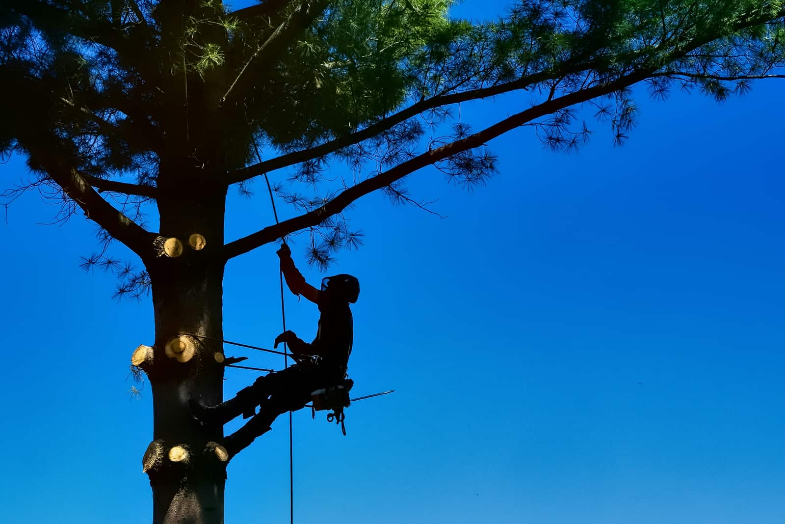 Tree service work St. Louis