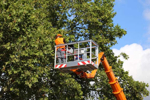 Commercial tree service