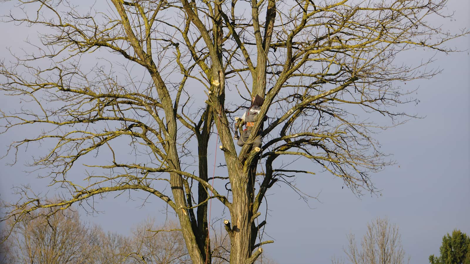 Residential tree service