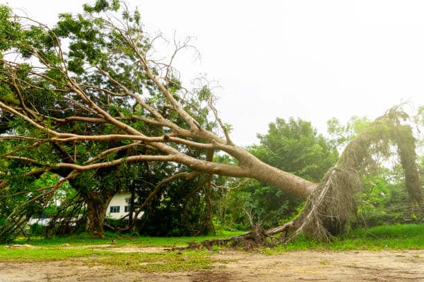 Storm Damage Removal