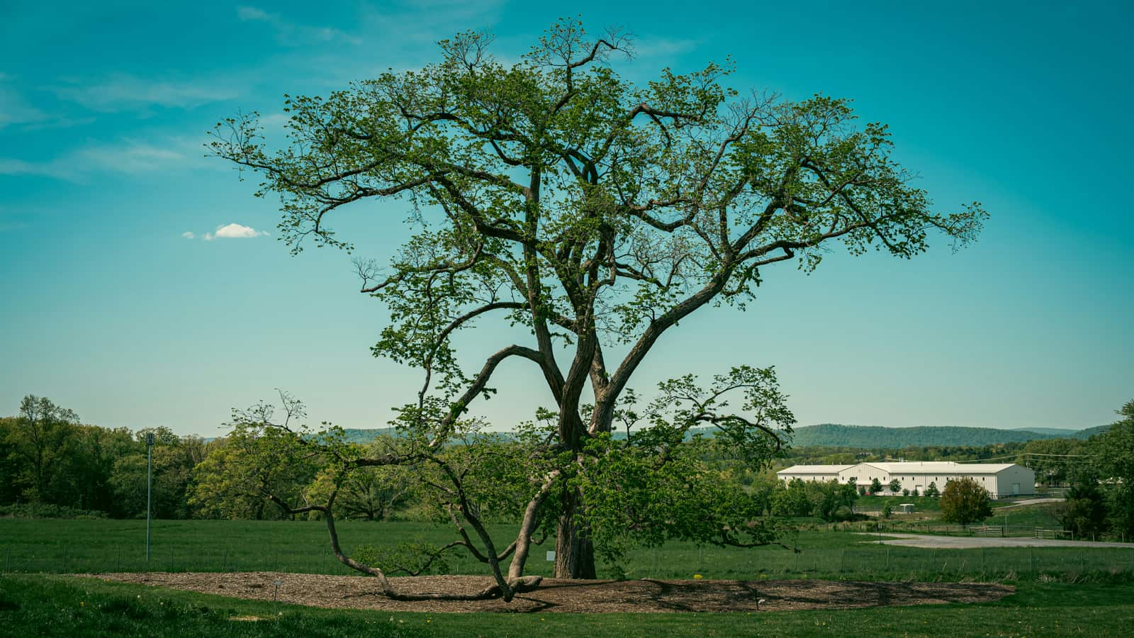 Tree thinning and pruning
