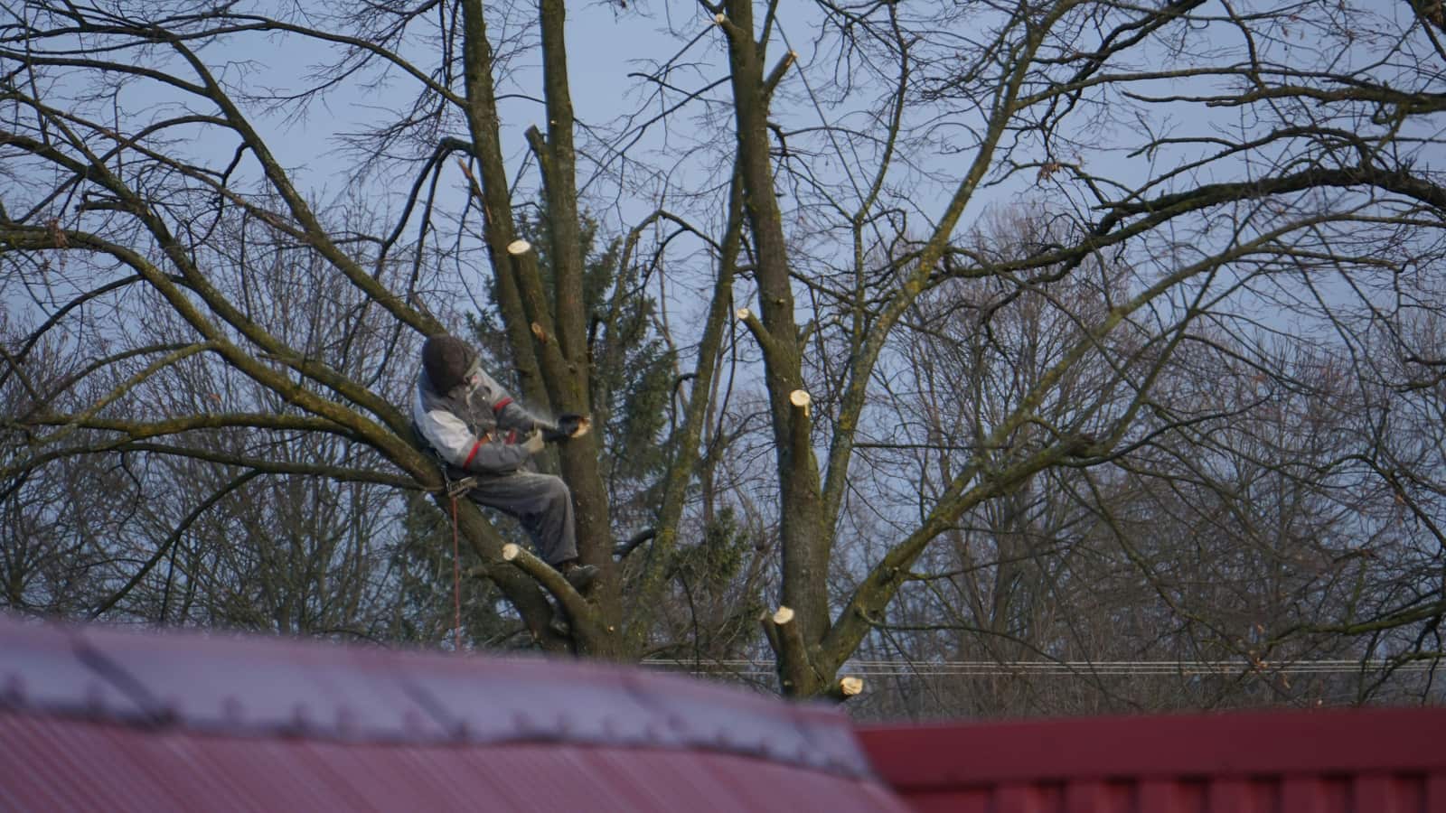 Tree Trimming, Thinning and Pruning